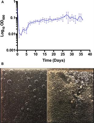 Energy Efficiency and Productivity Enhancement of Microbial Electrosynthesis of Acetate